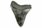 Serrated, Fossil Megalodon Tooth - South Carolina #169201-2